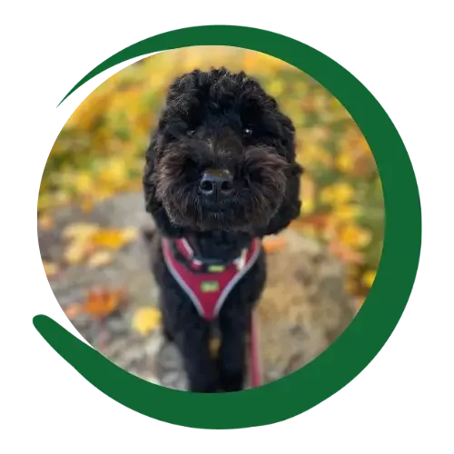 Pudel Porträt Schwarzer Pudel in Nahaufnahme