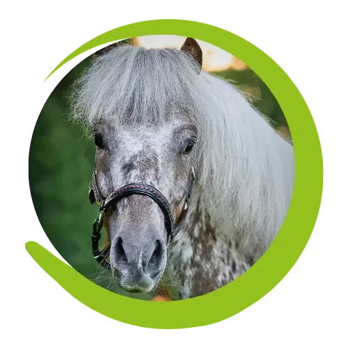 Pony im Porträt Kleines Pony mit Halfter im Porträt