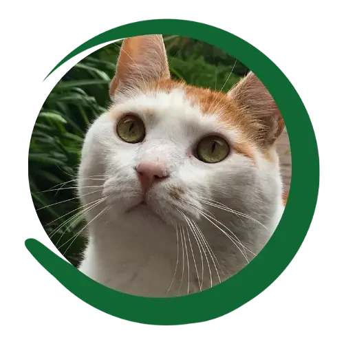 Katze Porträt Nahaufnahme einer weiß-orangefarbenen Katze