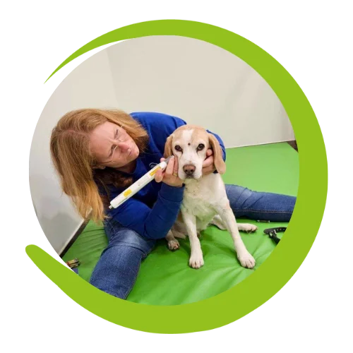 Tierärztin führt Lasertherapie bei einem Beagle durch