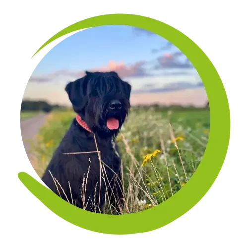 Schnauzer Porträt Schwarzer Schnauzer auf einer Wiese