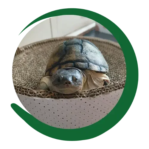 Schildkröte Schildkröte in einer Schale