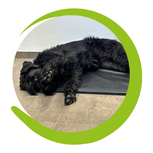Schwarzer Schnauzer liegt entspannt auf einer Magnetfeld-Matte