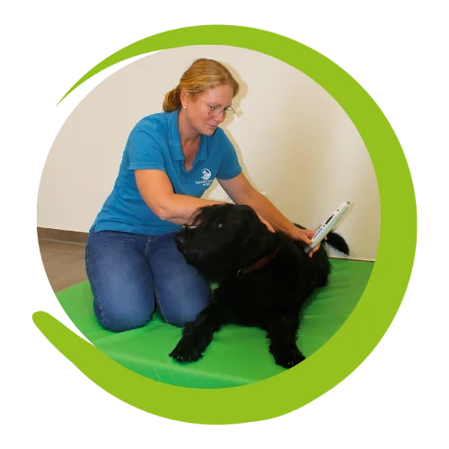 Akupunktur mit Laser Tierärztin führt Akupunktur mit Lasergerät an einem Hund durch