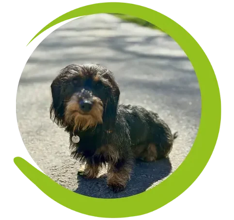 Dackel sitzt auf einem Weg im Freien